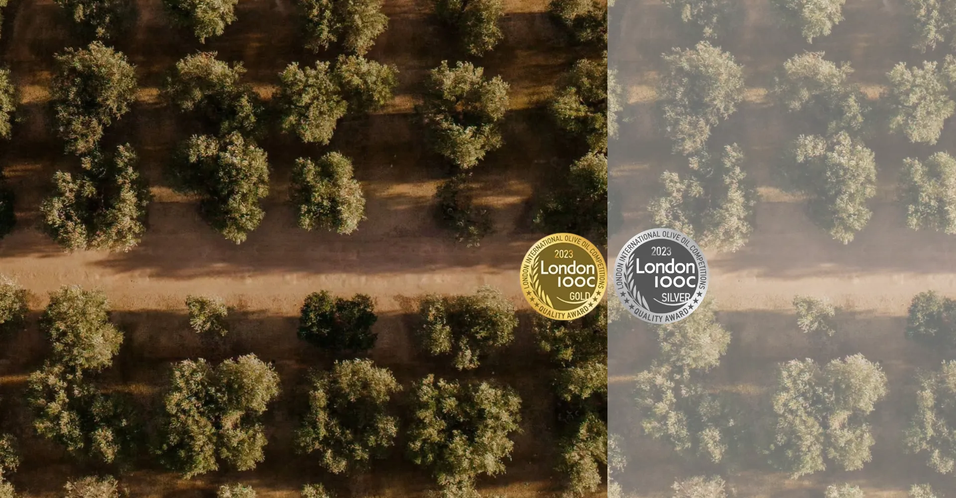 Ελαιώνας με Αρχαία Ελαιόδεντρα